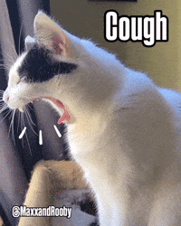 Cat Kitty GIF