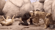NHMLAC cats la california los angeles GIF