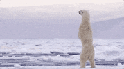 NHMLAC hello nature bear history GIF