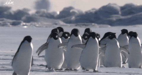 monday penguin GIF by vrt