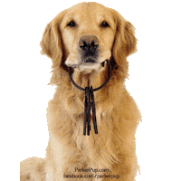 Golden Retriever Dog Sticker