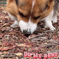 Corgi Do My Best GIF