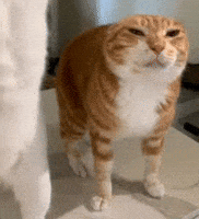 Cat Orange GIF