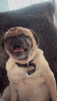 Tired Dog GIF