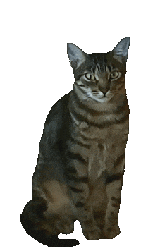 Cats Roar Sticker