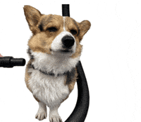 Corgi Milo GIF