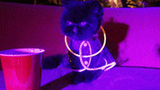 muaddibthecat dance cat party yum GIF