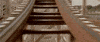 National Roller Coaster Day GIF