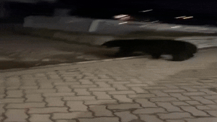 Black Bear GIF