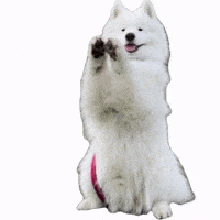Qinu_samoyed sweet clap bravo samoyed GIF