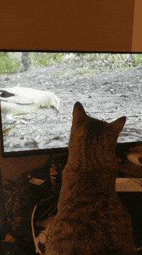 cat work GIF