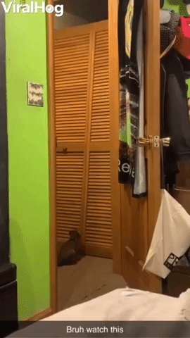 Closet Can't Keep Out Cat