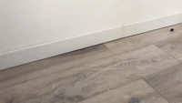 Curious Dachshund Will Play With Absolutely Anything