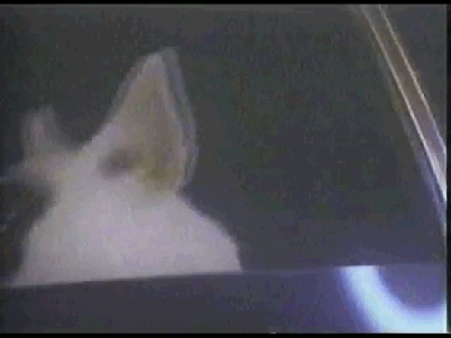dog 80s commercial spuds mackenzie GIF