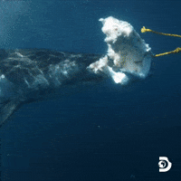 Discovery Channel Travel GIF by Shark Week