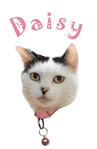 Cat Daisy Sticker