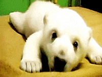 Licking Polar Bear GIF