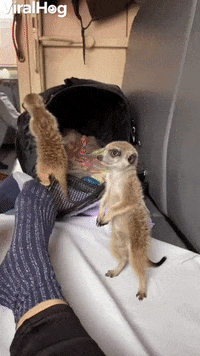Travelling Meerkats Take The Train GIF by ViralHog