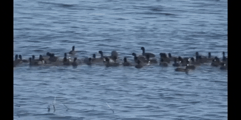 Education Swimming GIF by DIIMSA Stock