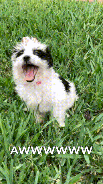 kimgarst giphyupload cute puppy awwww GIF