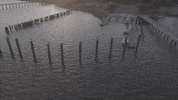 south carolina GIF