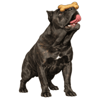 Happy Fun Sticker by abana a cauda