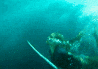 Shark Attack Swimming GIF by Blake Lively Fan