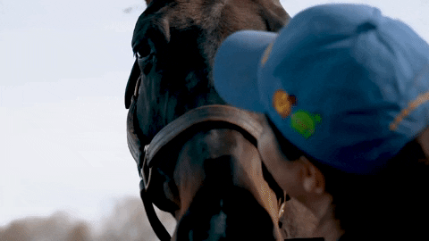 iamhorseracing giphygifmaker love pet horse GIF