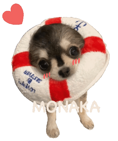 Dog Chihuahua Sticker