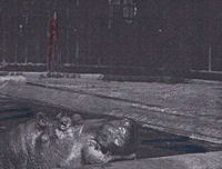 Animation Hippo GIF by Beeld en Geluid