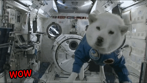 space wow GIF