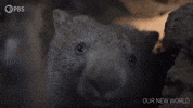 Searching Episode 1 GIF by PBS