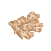 Ginger Seasalt Sticker by Evoolution