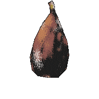 Fig Sticker by Evoolution