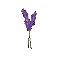 Lavendar Sticker by Evoolution