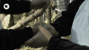 pbs adventure GIF by EARTH A New Wild