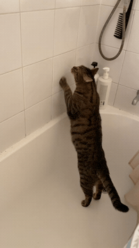 Cat Kitty GIF
