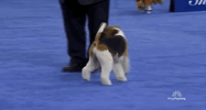 national dog show 2018 GIF by NBC