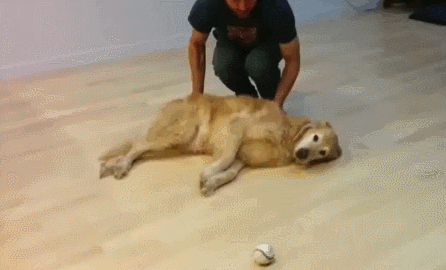 dog world GIF
