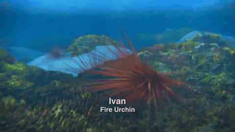 Surfs Up Ivan GIF