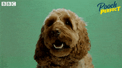 Bbc One Dog GIF by BBC