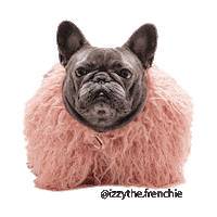 IzzyTheFrenchie fashion izzy the frenchie Sticker