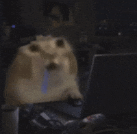 Cat Car GIF