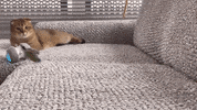 Cute Cat GIF by mammamiacovers