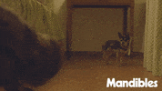 French Dog GIF by Magnolia Pictures