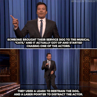 jimmy fallon cats GIF by The Tonight Show Starring Jimmy Fallon