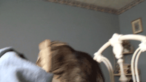 cat bread GIF