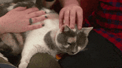 countdown to valentine's day cat bowl GIF by Hallmark Channel