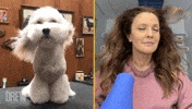 Hot Dog GIF by The Drew Barrymore Show