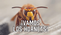 ¡Vamos Los Hornets!